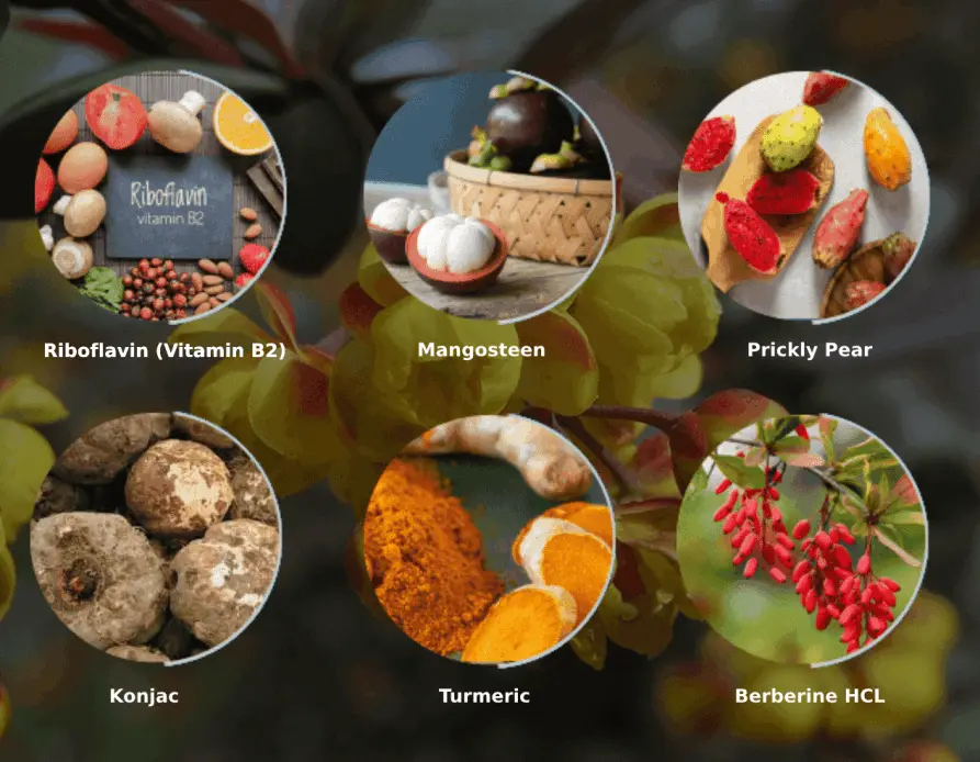 ignitra ingredients